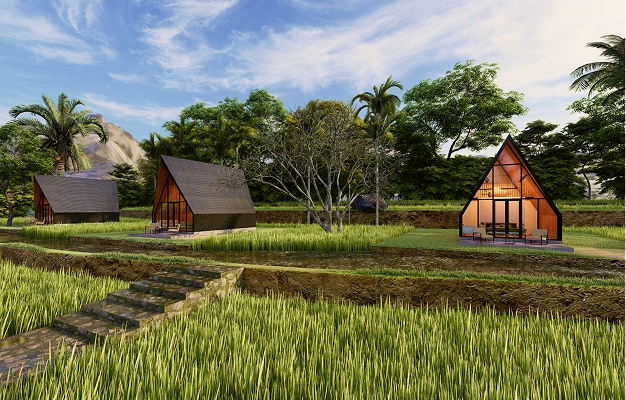Paddy Fields